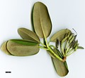 SpeciesSub: subsp. fauriei